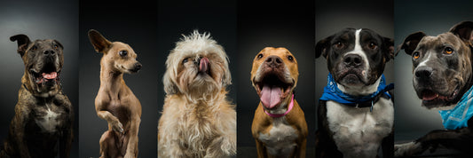 On Location Pet Portrait Photography (and Do-Gooding!)